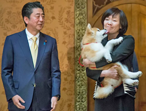 安倍昭恵夫人が犬と戯れているところ